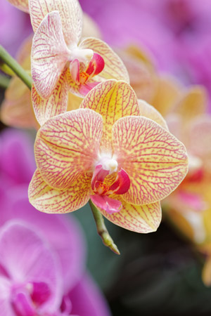 L’orchidée