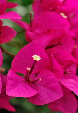 Le bougainvillier