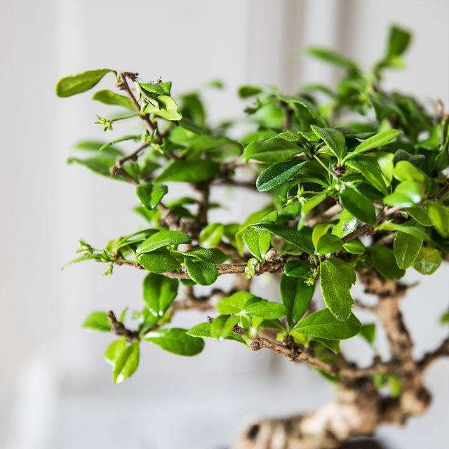 Bonsai Carmona