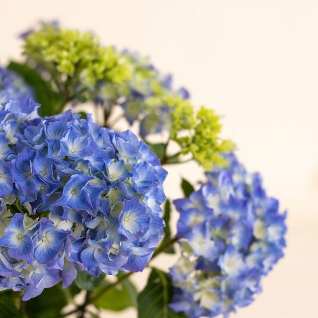 Hortensia bleu