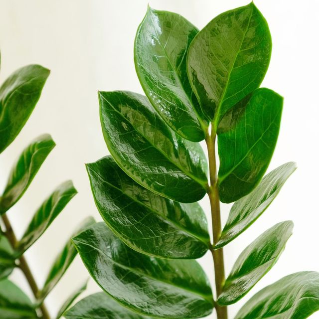 Zamioculcas